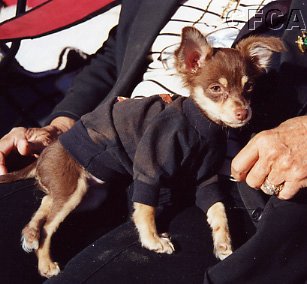 011.This little guy stayed warm in his Corvette sweatshirt.JPG