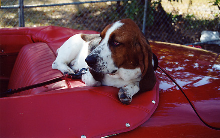 031.Was Bowser, the world's friendliest watch dog.JPG