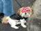 Genuine biker-dog