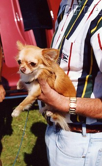 025.This pooch knows his Vettes.JPG