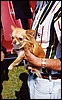 025.This pooch knows his Vettes.JPG