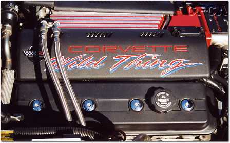 020.Which, of course, 'Wild Thing' appreciated.JPG