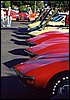 008.A bevy of beauties in the early morning sun.JPG