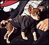 011.This little guy stayed warm in his Corvette sweatshirt.JPG