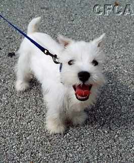 023.This little guy (all 6 inches of him) just LOVED the Vettes.JPG