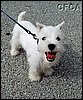 023.This little guy (all 6 inches of him) just LOVED the Vettes.JPG