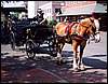 082.One of the nicer ways to tour Savannah.JPG