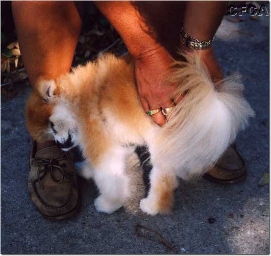022.This 10-year-old Pomeranian fell in love with Lisa.JPG