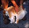 022.This 10-year-old Pomeranian fell in love with Lisa.JPG
