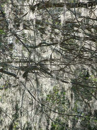 07_Are these Florida Icicles.jpg