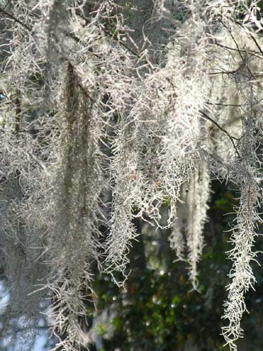 08_Florida Icicles.jpg