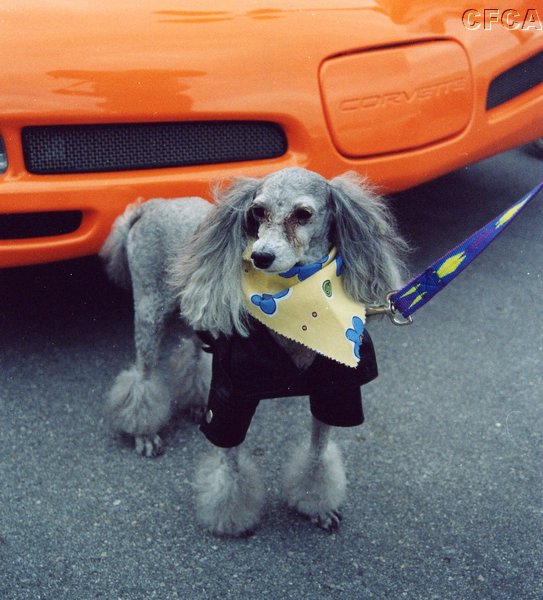 014.She's a cool Harley Poodle.JPG