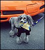 014.She's a cool Harley Poodle.JPG