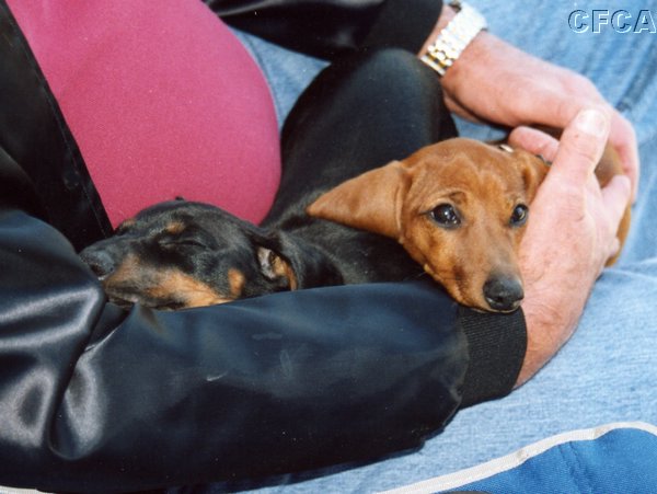 030.'Wow, this Corvette stuff will sure wear you out'.JPG