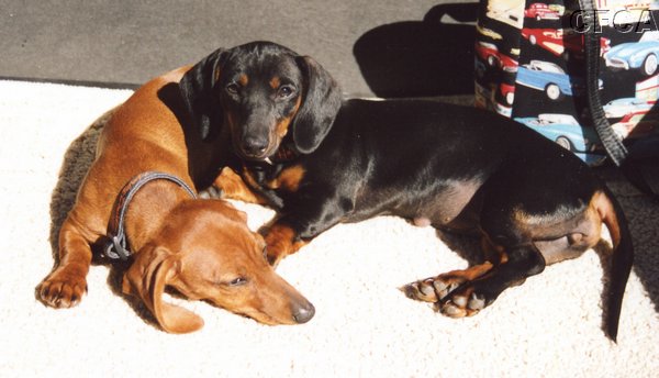 035.And those wild and crazy canine Corvette sisters said they'd be back next year.JPG