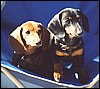 028.Thelma and Louise can't figure out what all the fuss is.JPG