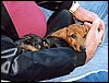 030.'Wow, this Corvette stuff will sure wear you out'.JPG