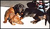 035.And those wild and crazy canine Corvette sisters said they'd be back next year.JPG